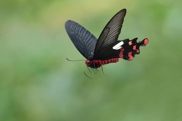 Un papillon noir et rouge vole