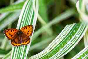 Photo papillon non apparié aux yeux multiples (lycaena dispar) sur l'herbe verte de falaris dans le jardin un jour d'été après la pluie, vue de dessus