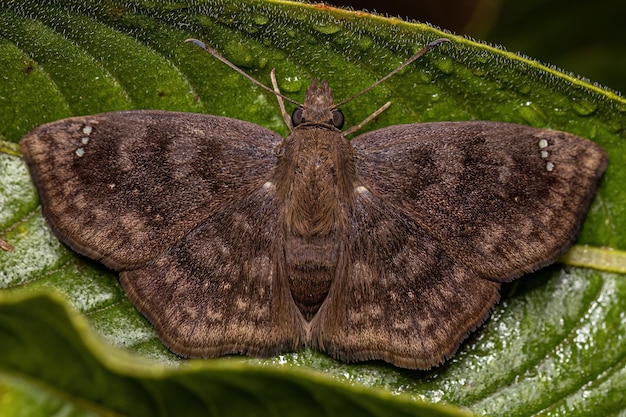 Papillon de nuit brun adulte