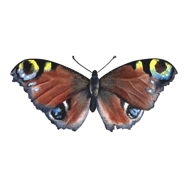 Photo un papillon avec un oeil de paon aglais io illustration aquarelle dessinée à la main isoler