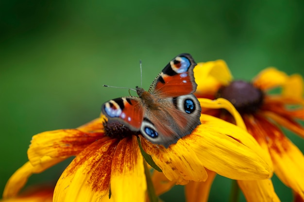 Papillon oeil de paon, assis sur la fleur de rudbeckie