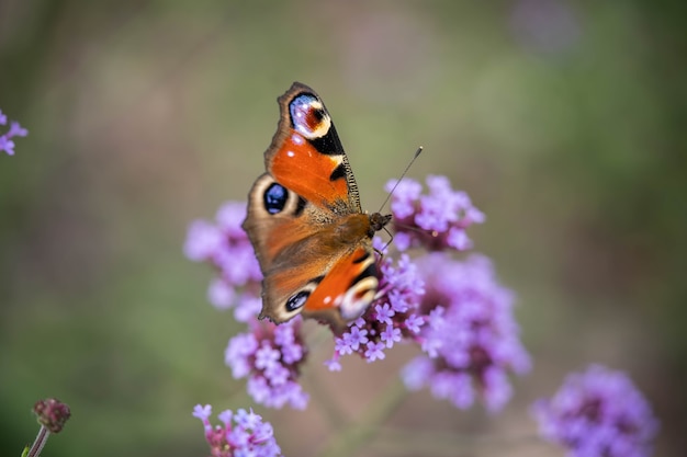 Papillon d'oeil de paon sur la fleur pourpre, bonne journée d'été