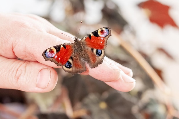 Le papillon d'oeil de paon se repose sur la main d'un homme