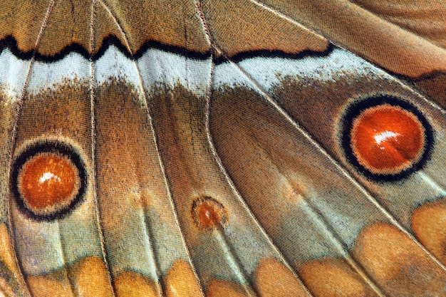 Un papillon avec un oeil rouge