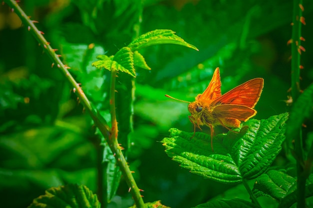 Photo un papillon orange sur une feuille