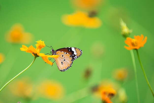 Papillon orange sur fleur, fond de la nature