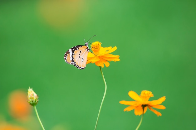 Papillon orange sur fleur, fond de la nature