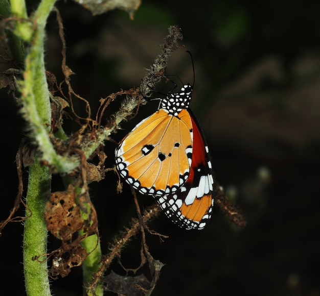 Un papillon orange repose sur du lierre sec