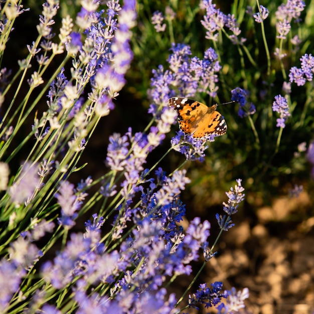 Le papillon orange vif est assis sur un buisson de lavande