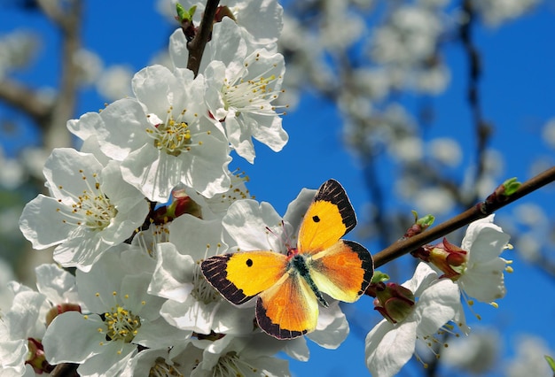 Photo papillon orange vif sur des fleurs de sakura blanches de près