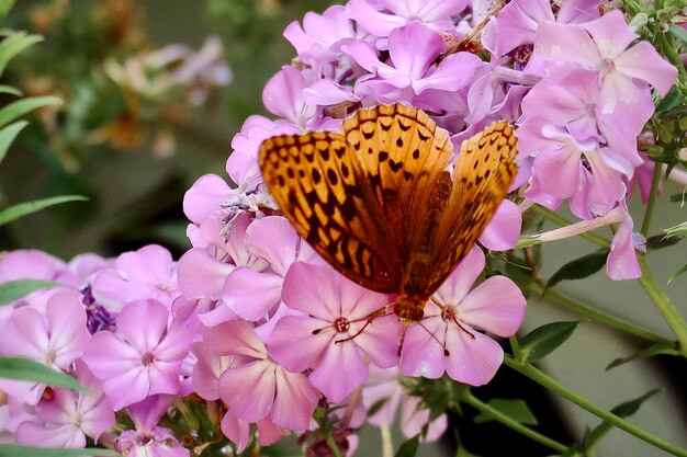 Photo le papillon orange