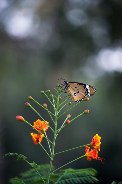 Le papillon ordinaire du tigre