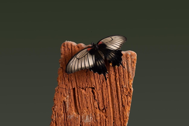 Photo papillon papilio lowi still life concept sur la main en bois sur fond vert foncé la vie humaine et sauvage