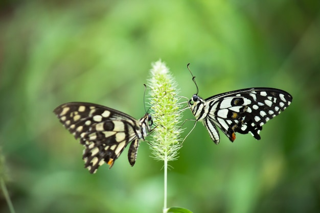 Papillon Papilio ou papillon citron vert commun assis sur les plantes à fleurs dans son environnement naturel