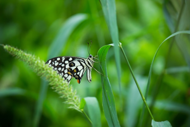 Papillon Papilio ou papillon citron vert commun assis sur les plantes à fleurs dans son environnement naturel