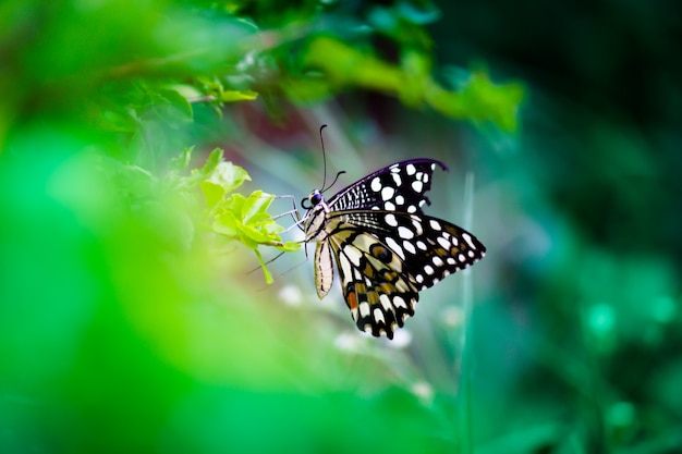 Papillon Papilio ou papillon tilleul commun ou machaon à carreaux reposant sur les plantes à fleurs