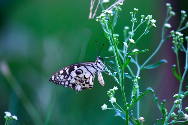 Papillon Papilio ou papillon tilleul commun ou machaon à carreaux reposant sur les plantes à fleurs