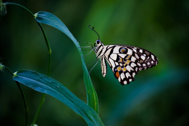 Papillon Papilio ou le papillon tilleul commun reposant sur les plantes à fleurs dans son habitat naturel