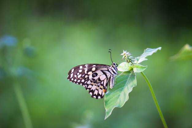 Papillon Papilio ou le papillon tilleul commun reposant sur les plantes à fleurs