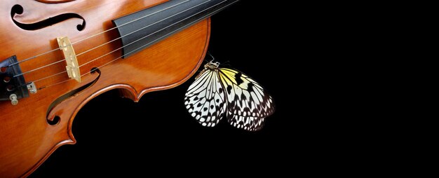 un papillon et un papillon sur un violon