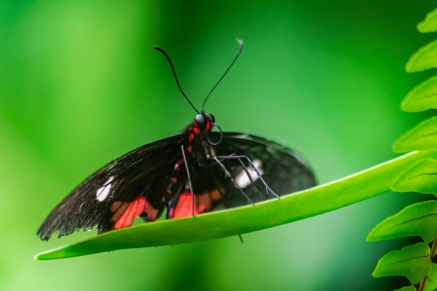 Papillon Parides iphidamas