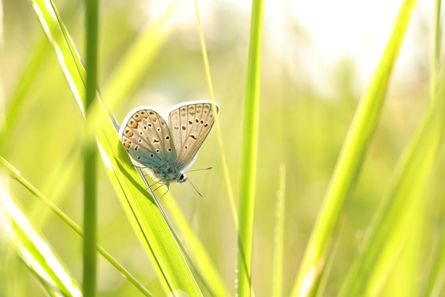 Photo papillon parmi l'herbe verte fraîche au soleil