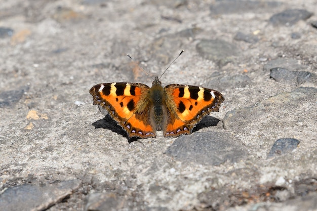 Papillon sur une passerelle en béton