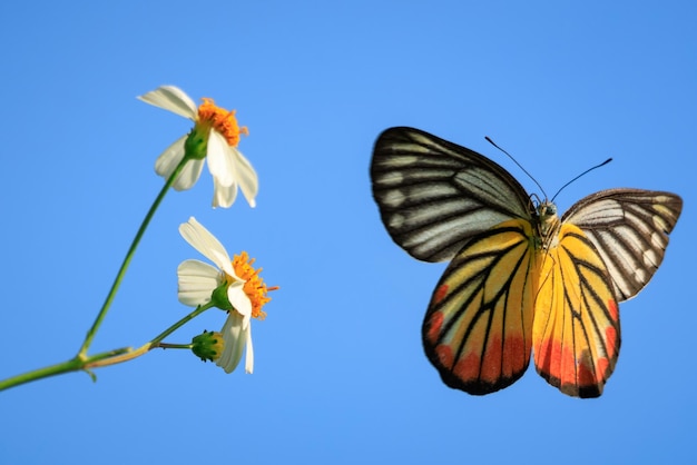 Le papillon peint de Jézabel sur une fleur blanche