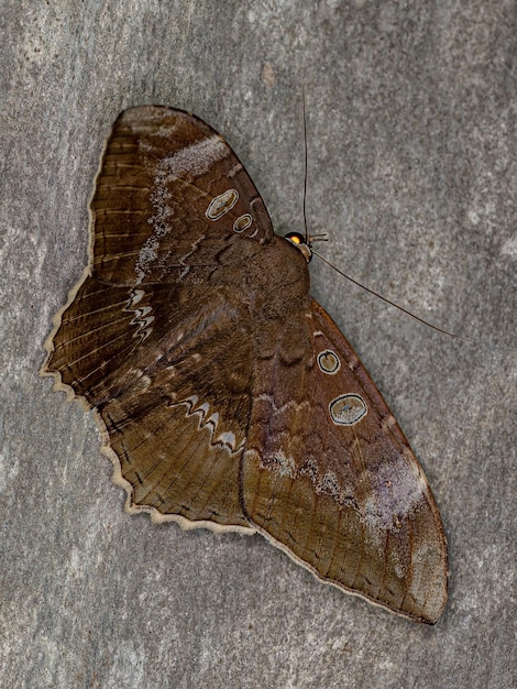 Photo papillon perce-fruits adulte de l'espèce cyclopis caecutiens