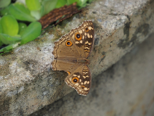 Un papillon perché au bord du bassin.