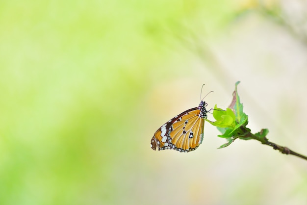 Un papillon perché sur la belle fleur