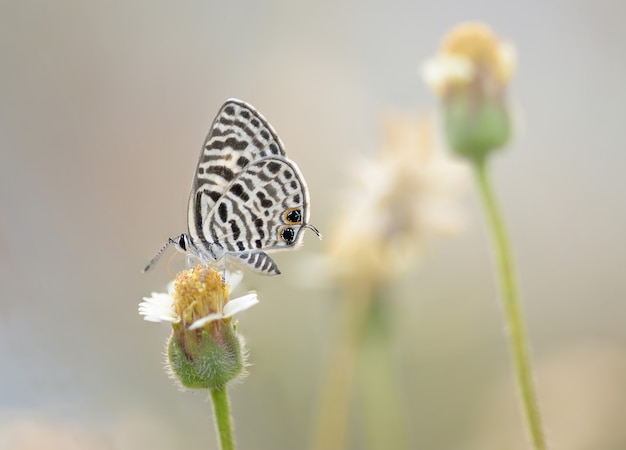 Un papillon perché sur la belle fleur