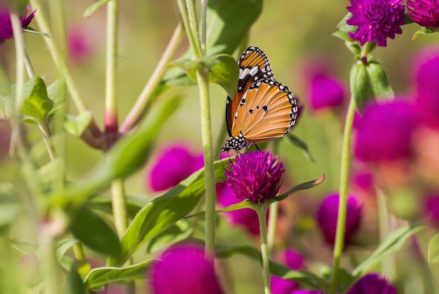 Papillon perché sur une fleur rose