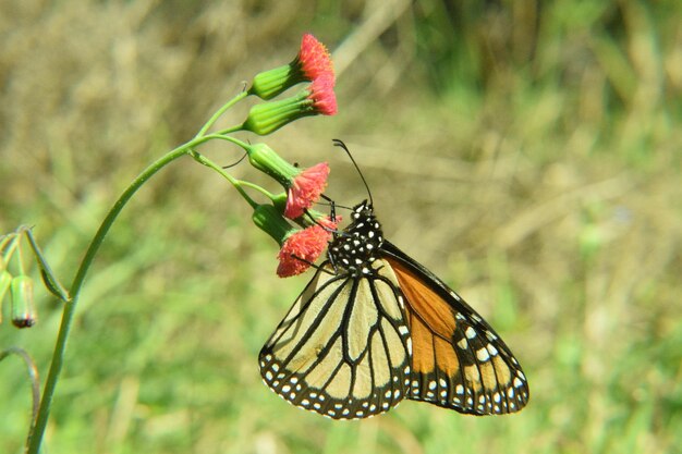 Un papillon perché sur une fleur rouge.