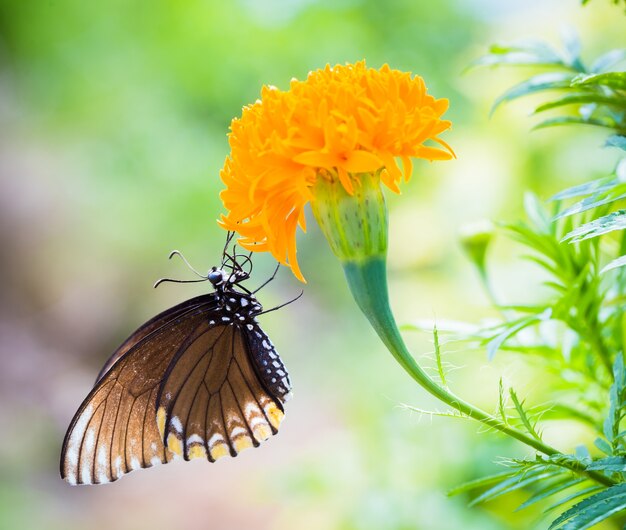 Papillon perché sur une fleur