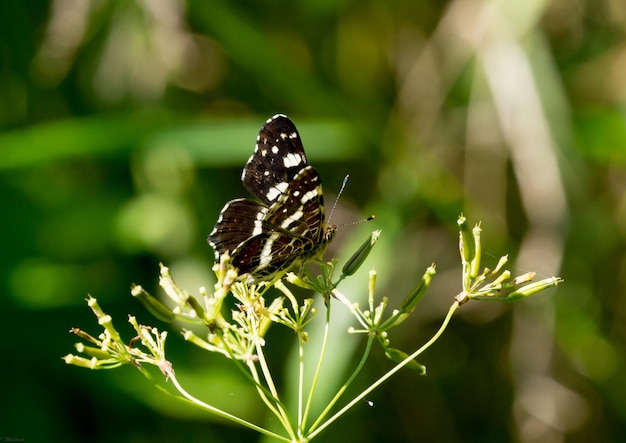 Un papillon perché sur une plante