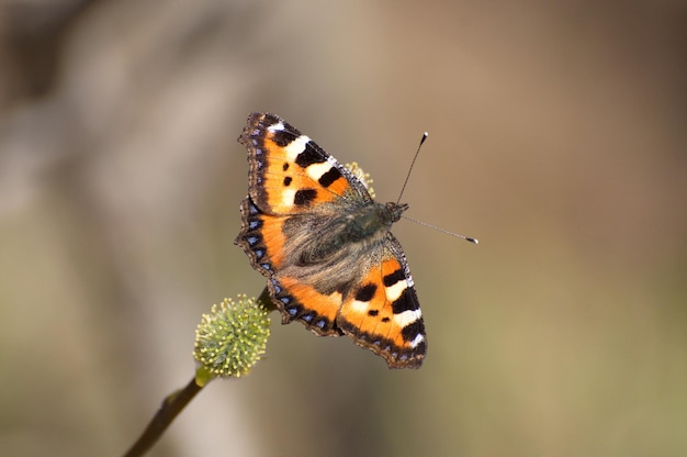 Le papillon petite écaille Aglais urticae est assis sur une branche sur un matin de printemps ensoleillé Moscou