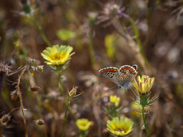 Papillon photographié dans son environnement naturel