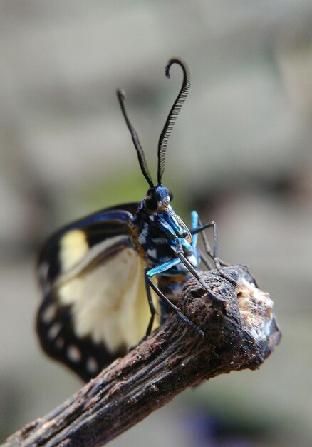 Photo le papillon de la photographie macro