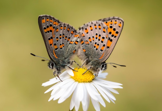 Papillon sur la plante, fleur dans la nature. Faune.