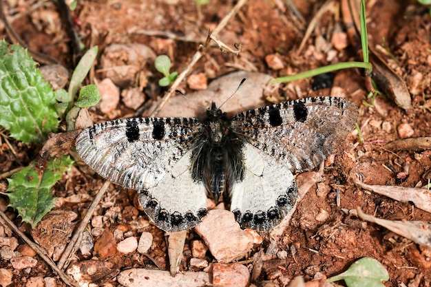 Papillon sur la plante, fleur dans la nature. Faune.