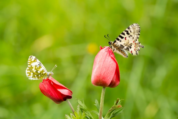 Papillon sur la plante, fleur dans la nature. Faune.