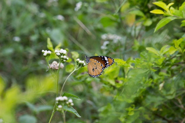 Papillon sur la plante fleurie