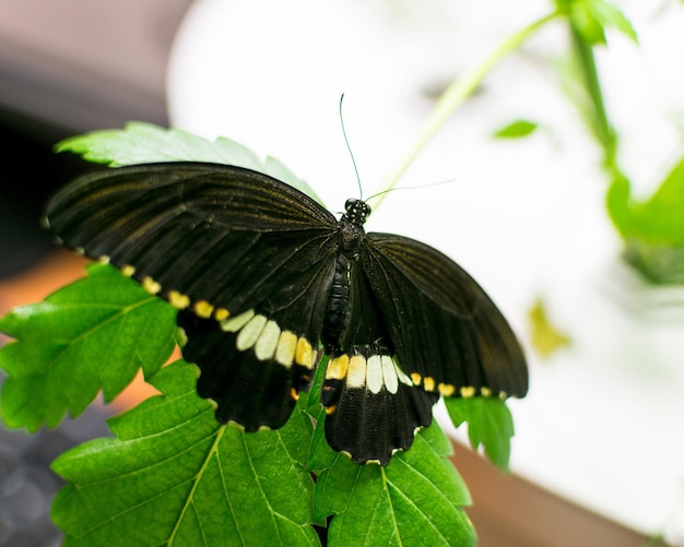 Papillon sur la plante de marijuana