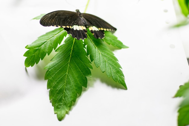 Papillon sur la plante de marijuana