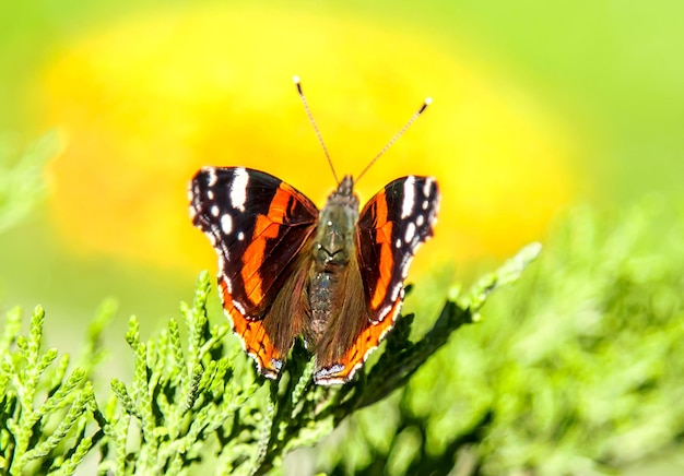 Photo un papillon sur une plante verte