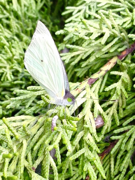 Photo le papillon sur la plante