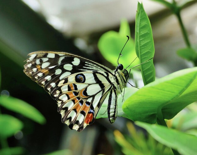 Le papillon sur la plante