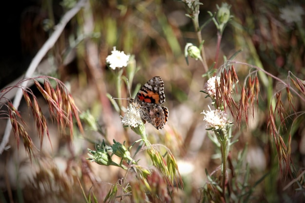 Le papillon sur la plante