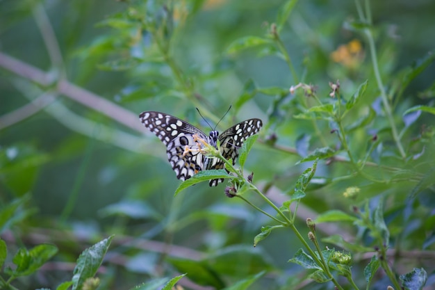 Papillon sur la plante